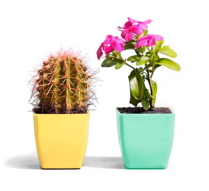 a potted cactus and a potted flower