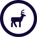 deer collisions
