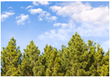 Esurance is dedicated to protecting the environment.
